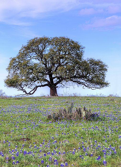 The Great Wise Tree